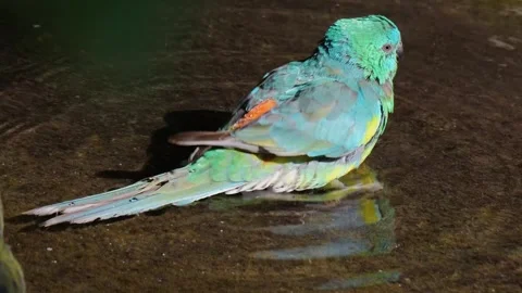  Parrot taking a bath  Stock Footage 244637278