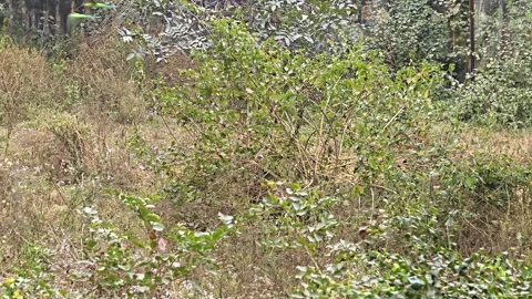 Parrot taking off from tree Stock Footage 297755453