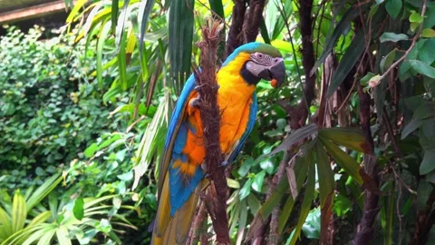 Parrot on a tall tree in greenery Stock-Footage 334457787