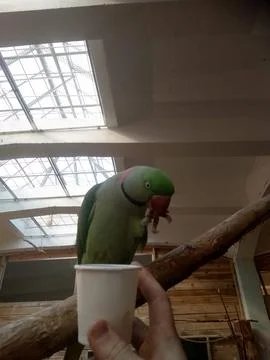 Parrot Tea Time Stock Photos