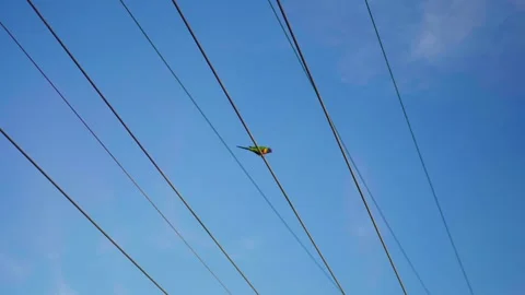 Parrot on Telephone Wire Stock Footage 323041330
