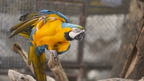 Parrot on the timber, wings Stock Footage 101184984