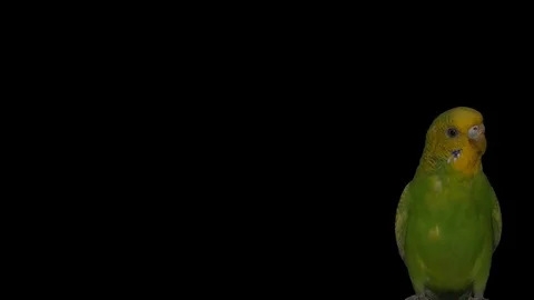 Parrot on a transparent background Green Screen Effect 스톡 동영상 75206641