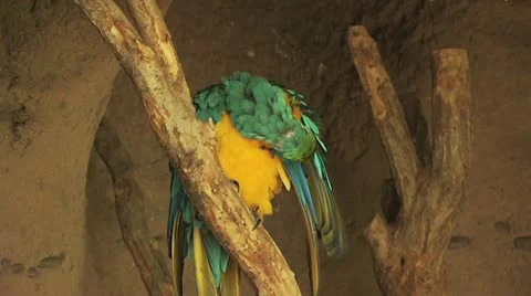 Parrot On A Tree Branch 2 스톡 동영상 19049937