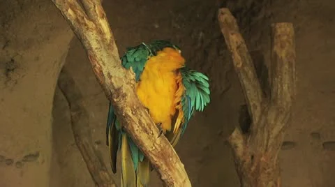 Parrot On A Tree Branch 3 Video stock 19050000