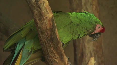 Parrot On A Tree Branch Video stock 19049856