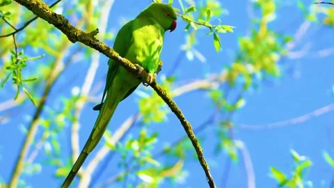 Parrot on Tree Branch Stock Footage 323142322