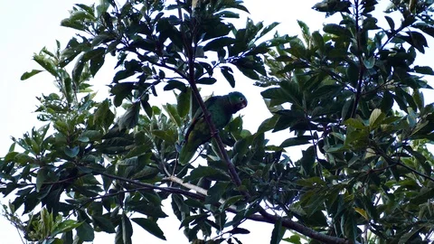 Parrot in a tree at dusk takes advantage of last day light Stock Footage 91947500