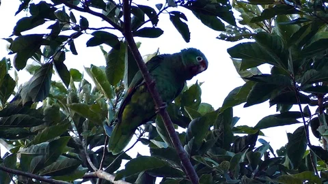 Parrot in a tree at dusk takes advantage of last day light Video stock 123673098