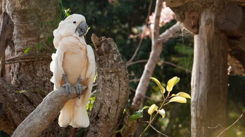Parrot on the tree Stock Footage 62543722