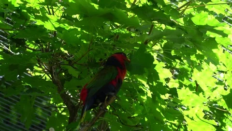 Parrot on the tree Stock Footage 77567582
