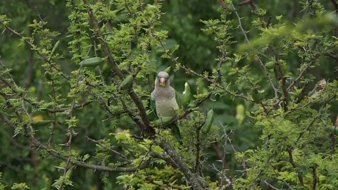 Parrot on a tree Stock Footage 103228151