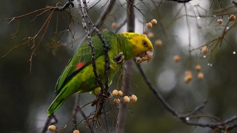Parrot in a tree Stock Footage 104023802