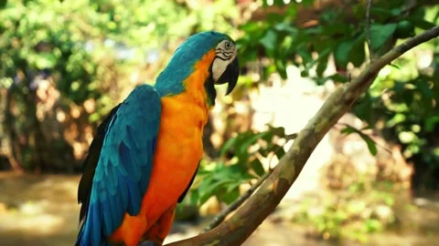 A parrot on a tree in a forest Stock-Footage 257031335