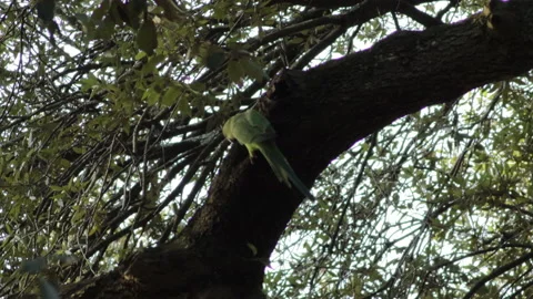 Parrot on a tree in the park - 4k - ProRes Stock Footage 145216122