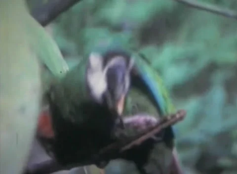 Parrot on a tree in the Peruvian rainforest in 1973 스톡 동영상 231803144