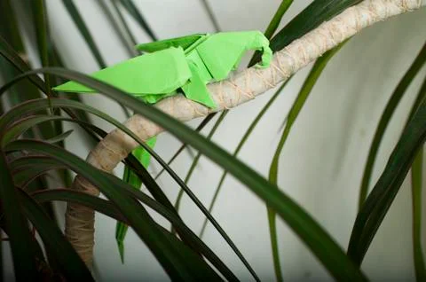 Parrot on a tree Stock Photos