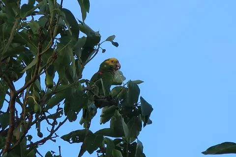 Parrot in a tree Stock Photos