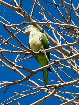Parrot in a Tree Stock Photos