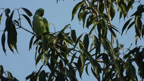 Parrot in tree uhd mp4 .. Stock Footage 144100384