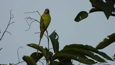 Parrot in tree waiting for partner . Vídeo Stock 160711312