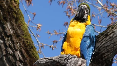 Parrot in Trees Stock Footage 2390833