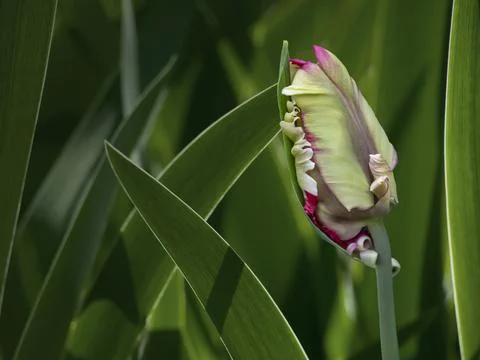 Parrot tulip bloom in springtime. Spring flower, natural background Stock-Fotos