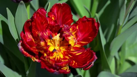 Parrot tulip at Easter time. Stock Footage 321462046