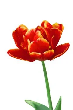 Parrot tulip Stock Photos