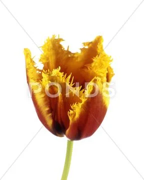 Parrot tulip (tulipa sp.) Stock Photos
