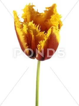 Parrot tulip (tulipa sp.) Stock Photos