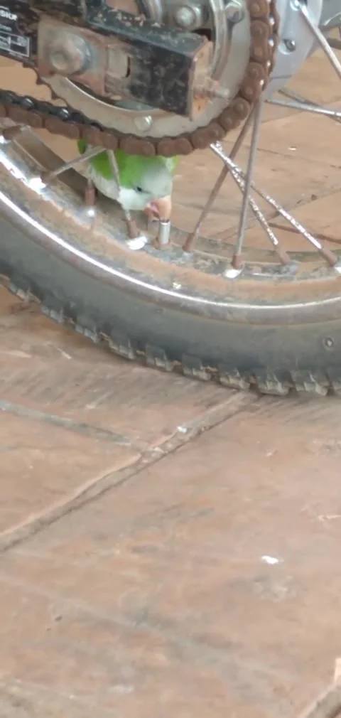 Parrot Uses Beak to Deflate a Motorcycle Tire, An Giang, Vietnam - 02 Aug 2025 Stock-Footage 314679227