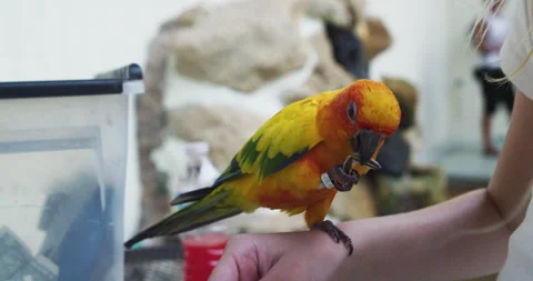 Parrot using it’s foot to hold food &amp; eat, slow motion Stock Footage 135371417