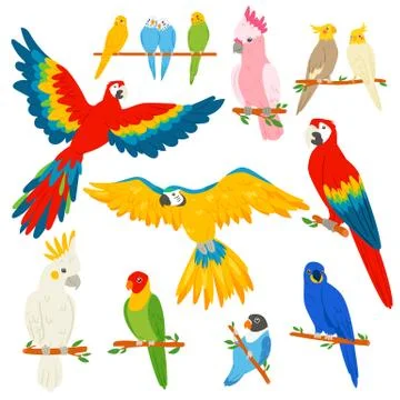 Parrot vector parrotry character and tropical bird or cartoon exotic macaw in 스톡 일러스트