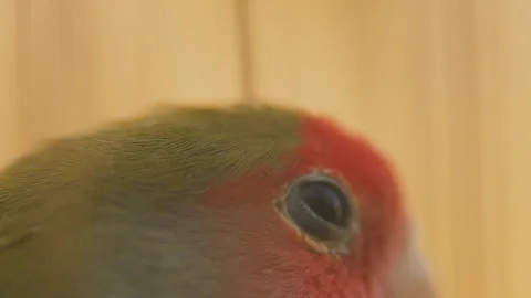 Parrot from very close range Stock Footage 106644942