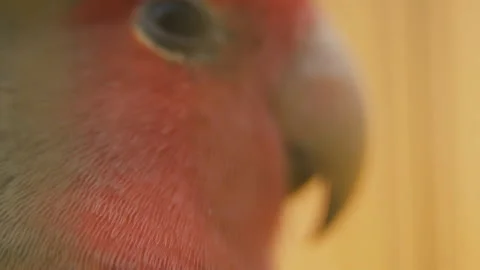 Parrot from very close range Stock Footage 106757026