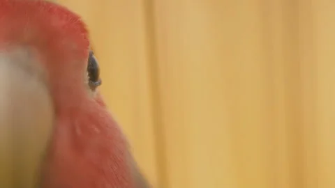 Parrot from very close range Stock Footage 106863148