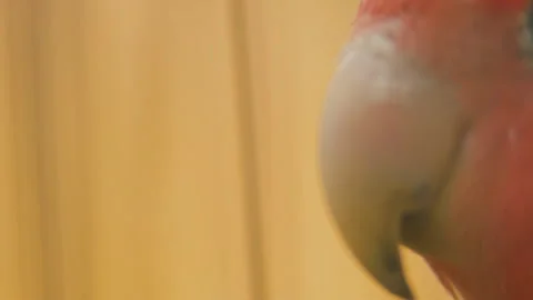 Parrot from very close range Stock Footage 106929418