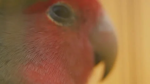 Parrot from very close range Stock Footage 106984388