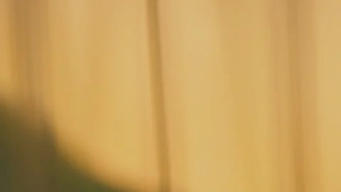 Parrot from very close range Stock Footage 107257382