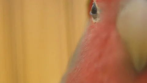 Parrot from very close range Stock Footage 107342139