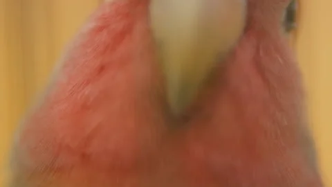 Parrot from very close range Stock Footage 107434851