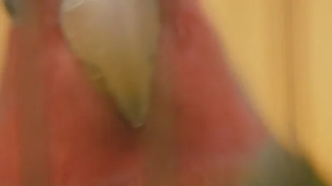 Parrot from very close range Stock Footage 107580705