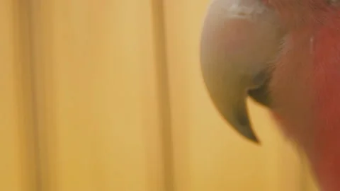 Parrot from very close range Stock Footage 107680578
