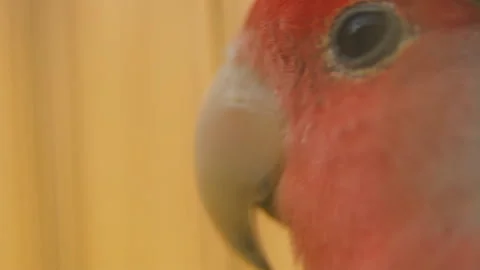 Parrot from very close range Stock Footage 107784223