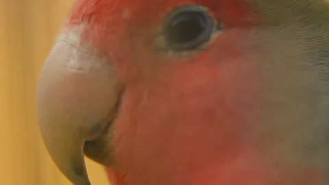 Parrot from very close range Stock Footage 107969714