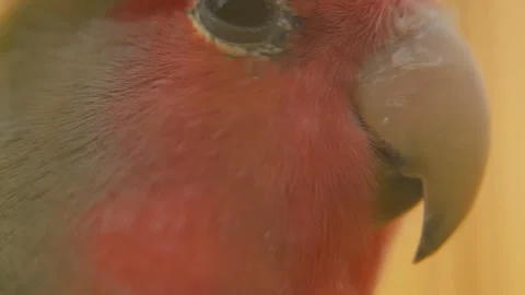 Parrot from very close range Stock Footage 108122191
