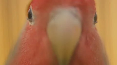 Parrot from very close range Stock Footage 108311744