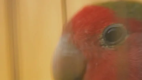 Parrot from very close range Stock Footage 108492021