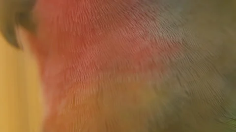 Parrot from very close range Stock Footage 108659431
